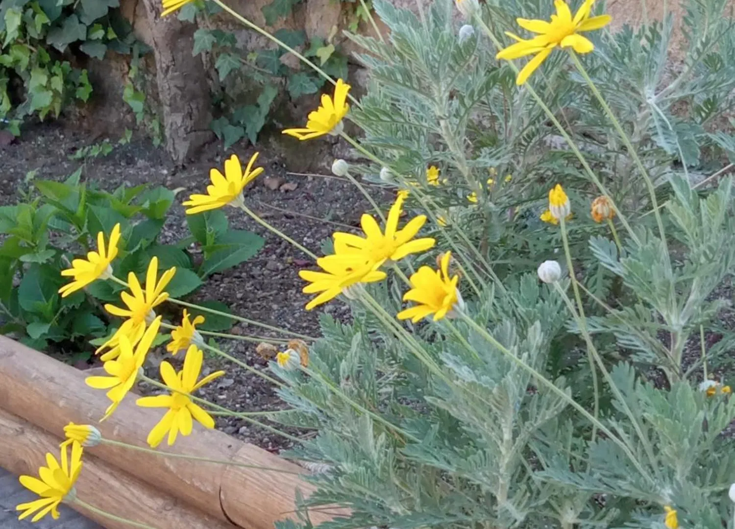 Antico Gelso Roma Villa Holiday home Rome